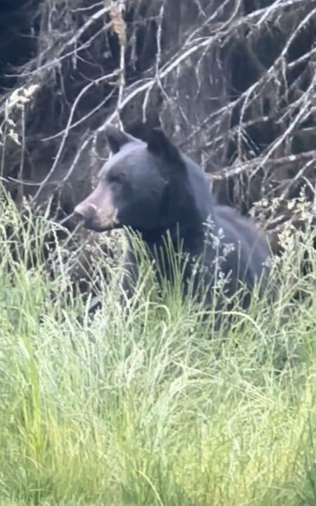 El oso cerca de entrar en el jardín de la casa