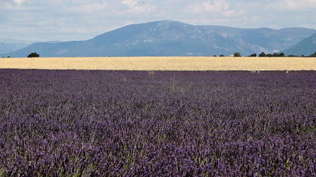 Lavanda de la Provenza.