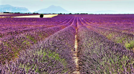 Lavanda de la Provenza.