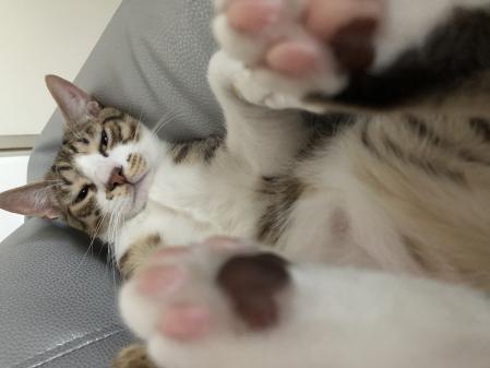 Perro es el peludo de nuestra redactora Romina Vallés