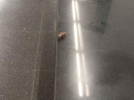 La cucaracha con la que se ha topado la usuaria