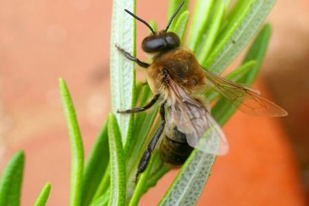 La abeja gigante de la resina en el huerto del monasterio de Pedralbes.