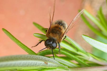 La abeja gigante de la resina en el huerto del monasterio de Pedralbes.
