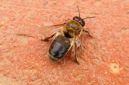 La abeja gigante de la resina en el huerto del monasterio de Pedralbes.