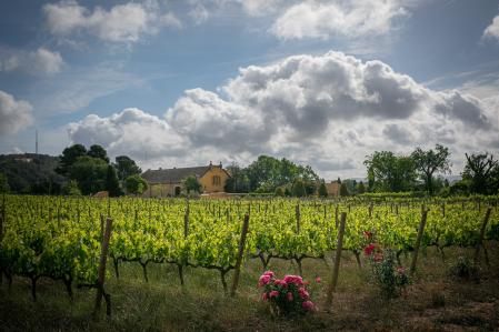 viticultura regenerativa