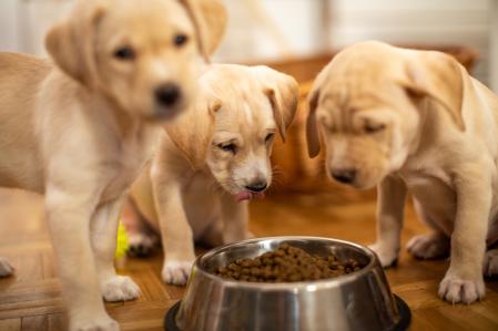 Tres cachorros de labrador comiendo.