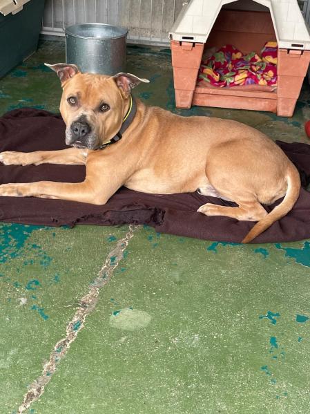 Aunque Daddy está catalogado como potencialmente peligroso debido a su raza, esperamos que eso no impida que una familia se enamore de él