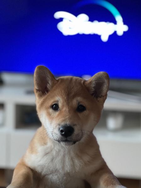 Wifi es la peludita que vive con Núria