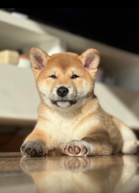 Wifi forma parte de la familia de la actriz e influencer