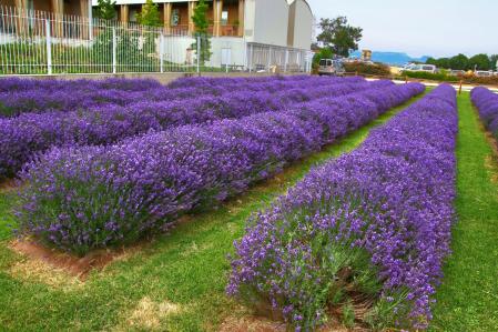 Lavanda en Vic.