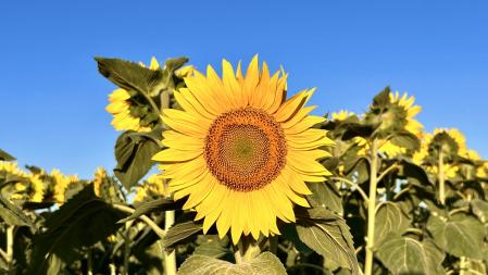 Campo de girasoles en Jafre.