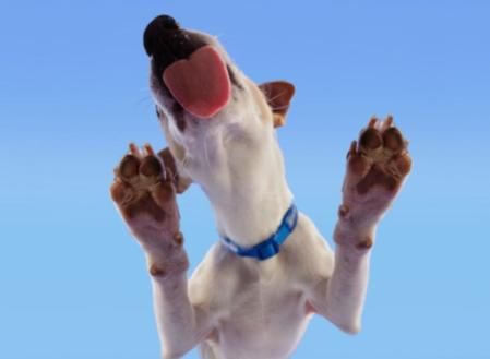 Tu perro totalmente protegido con el seguro para perros de Allianz