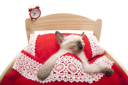 Un gato en la cama durmiendo