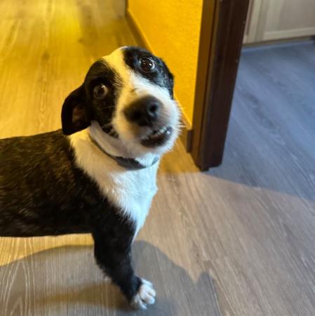 Molón ha vuelto a nacer