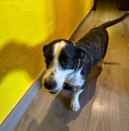 “Ha estado toda su vida encerrado en una habitación interior, excepto los últimos tres meses, desde que mi pareja y yo lo recogimos”