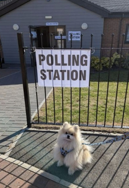 Es muy común ver a perros entrañables en las redes a través del hashtag