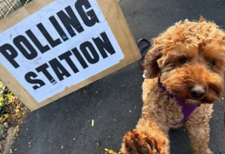 Mavis se ha convertido en uno de los perros más comentados en todo Reino Unido