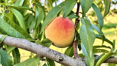 Melocotones en un campo de La Fortesa.