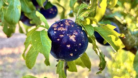 Melocotones en un campo de La Fortesa.