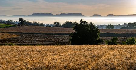 Campo de trigo con el Collsacabra envuelto en niebla de fondo.