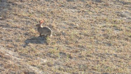 Uno de los conejos, más en detalle.
