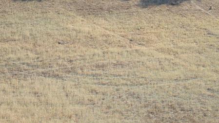 Los dos conejos se ven en la parte superior derecha de la imagen.