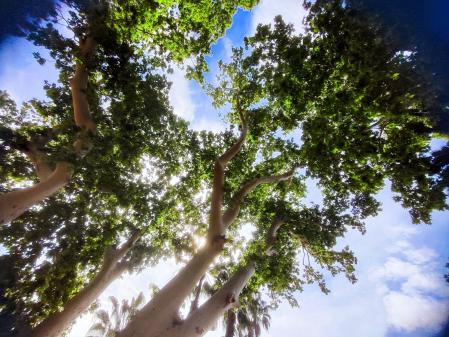 Gegants de Can Mercader.
