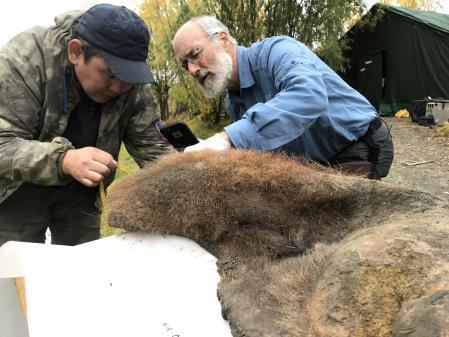 Los investigadores extrajeron un pedazo de piel de detrás de la oreja del mamut, cuyo genoma han comparado con el pedazo de piel de un elefante moderno.