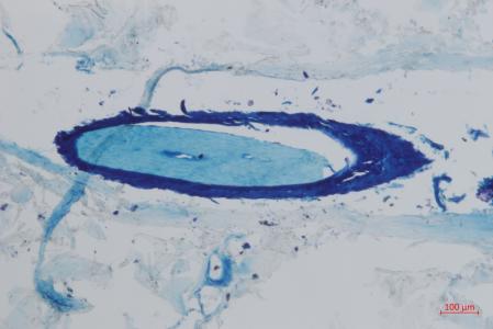 El folículo del mamut, muerto 52.000 años atrás, se mantenía en perfecto estado de conservación.