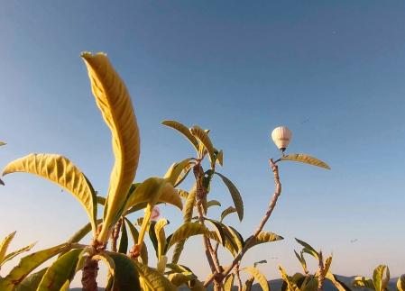 Ilusión óptica, el globo posando en una hoja.