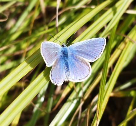 'Polyommatus icarus'.