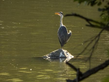Garza real en el Ter.