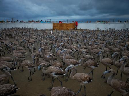 Guardería de crías de flamenco.