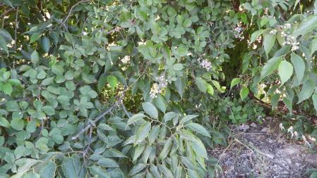 Solución al Reto visual con la posición del escarabajo y la abeja señalizada.