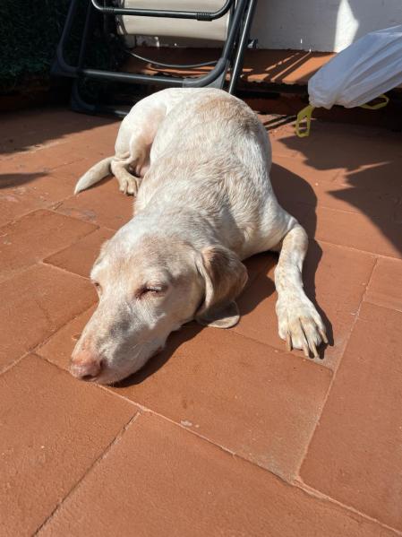 Merlín es el compañero de Paula