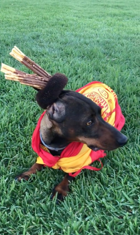 perro seleccion española