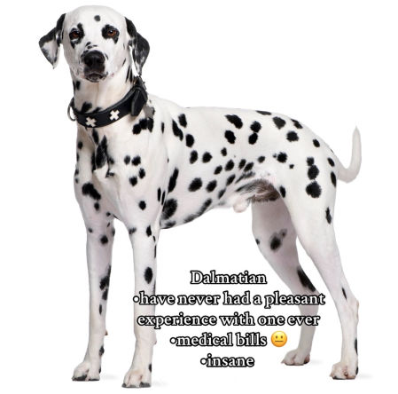 perro que trabajadora no adoptaria