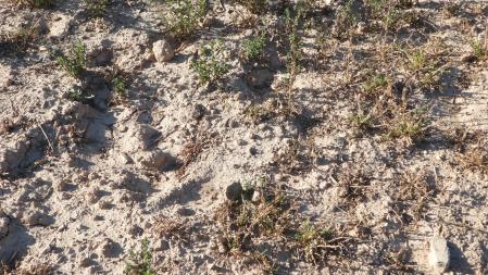 Reto visual: ¿Dónde está la hormiga león?