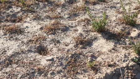 Reto visual: ¿Puedes ver la hormiga león en esta imagen?