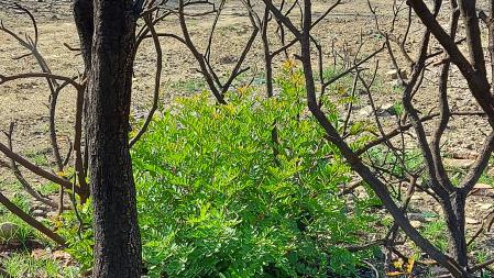 Crecen algunos arbustos en Vilomara