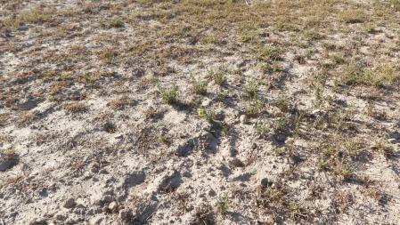 Solución al Reto visual de la hormiga león.