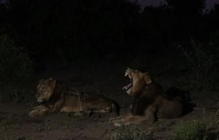 Los leones hermanso después de cruzar el río