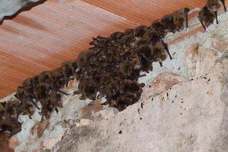 Murciélagos en una masía de Vilanova de Sau.