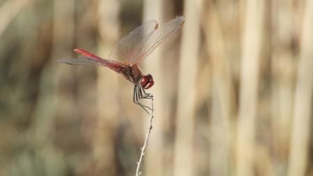 La libélula roja que buscamos, en detalle.