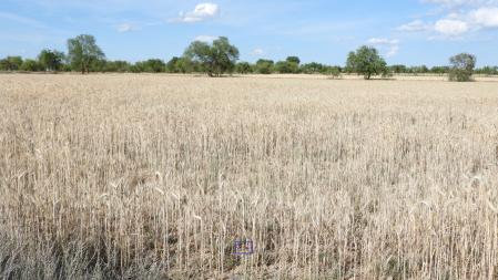 Solución al Reto visual de la libélula roja.