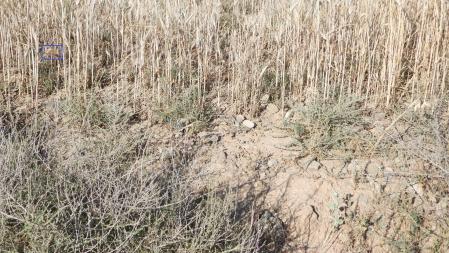 La posición de la libélula roja señalizada.