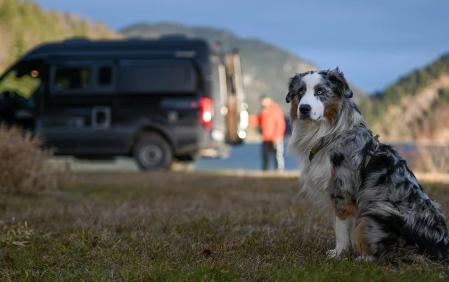 Las mascotas disfrutan de las salidas a la naturaleza