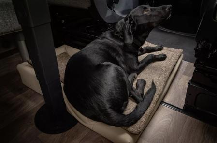 Las mascotas son uno más de la familia, por lo que también viajan en vacaciones&nbsp;