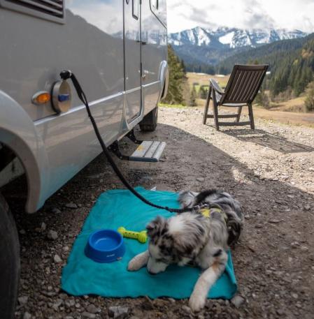 En el lugar de destino conviene protegerlos del sol con una buena sombra y mantenerlos hidratados&nbsp;