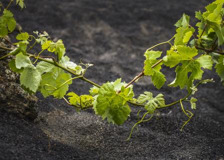 Detalle de la viña de El Grifo, una de las bodegas más antiguas de España.